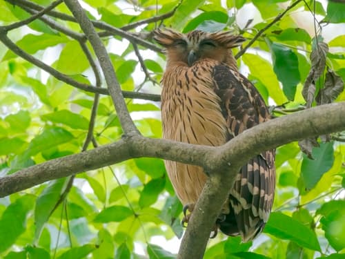 Buffy Fish-Owl