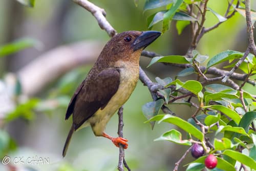 Sooty Barbet