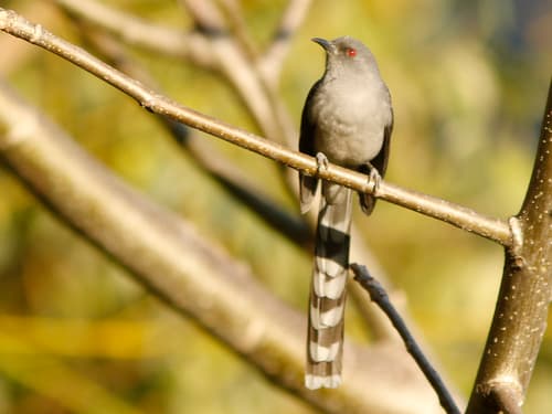 Long-tailed Sibia