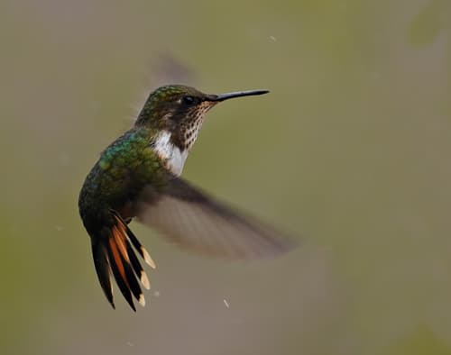Volcano Hummingbird