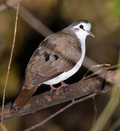 Tambourine Dove