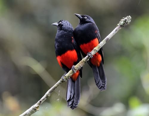 Red-bellied Grackle