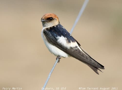 Fairy Martin