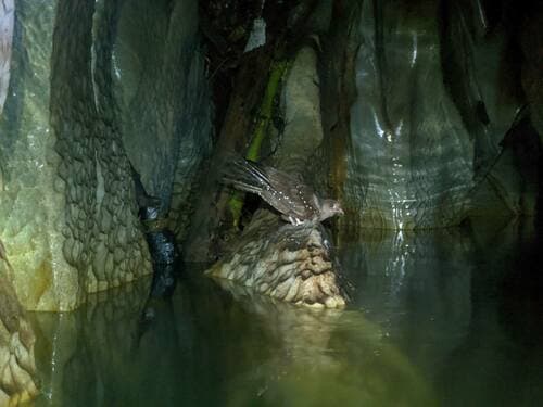 Oilbird