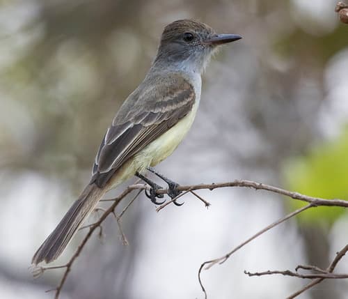 Short-crested Flycatcher
