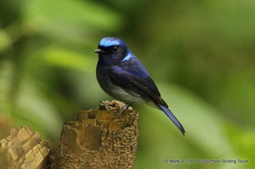 Small Niltava