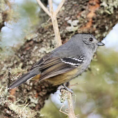 Variable Antshrike