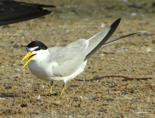 Yellow-billed Tern