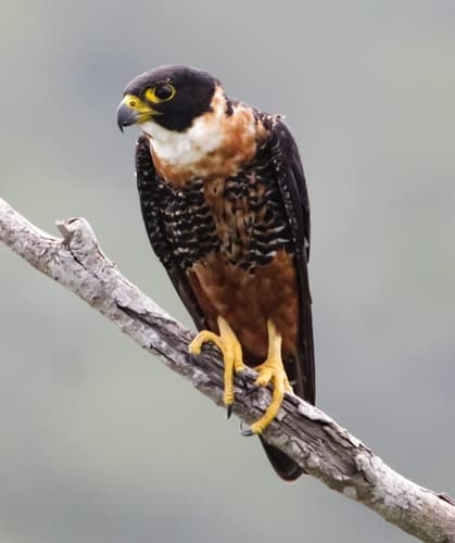 Orange-breasted Falcon