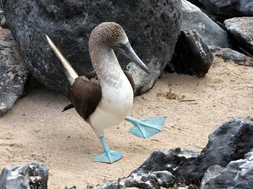 Blue-footed Booby