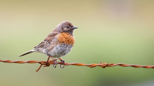 Robin Accentor