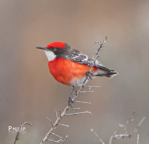 Crimson Chat