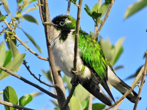 Klaas's Cuckoo