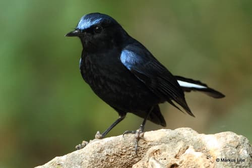 White-tailed Robin