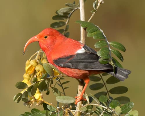 ʻIʻiwi