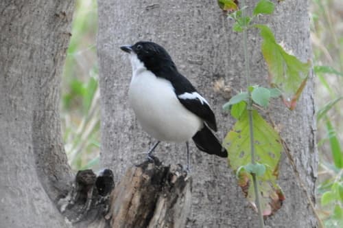 Swamp Boubou