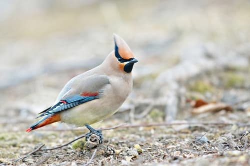 Japanese Waxwing