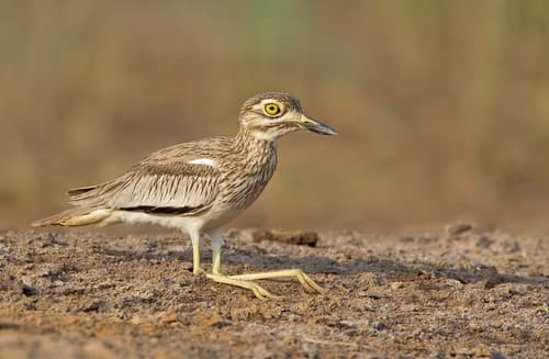 Senegal Thick-knee