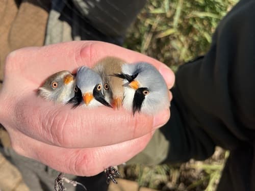 Bearded Reedling