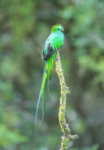 Resplendent Quetzal