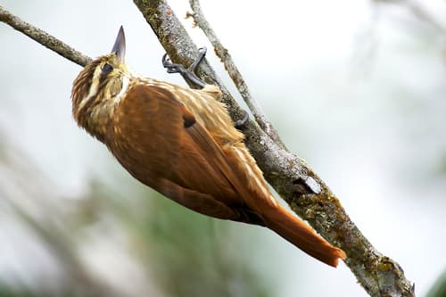 Streaked Xenops