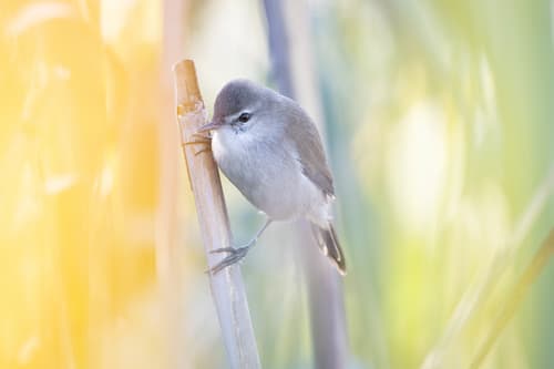 Lesser Swamp Warbler