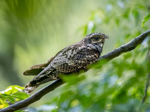Gray Nightjar