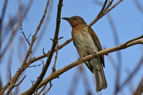 Philippine Bulbul