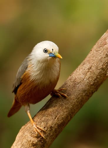 Malabar Starling
