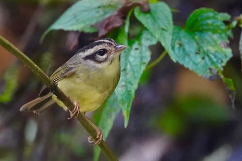 Costa Rican Warbler