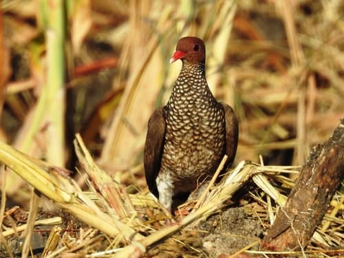 Scaled Pigeon