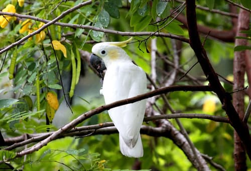 Yellow-crested Cockatoo