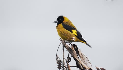 Black-headed Siskin