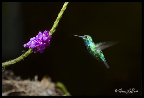 Blue-tailed Emerald