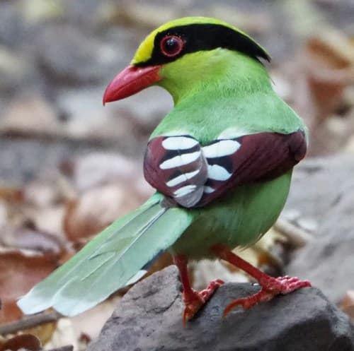 Common Green-Magpie