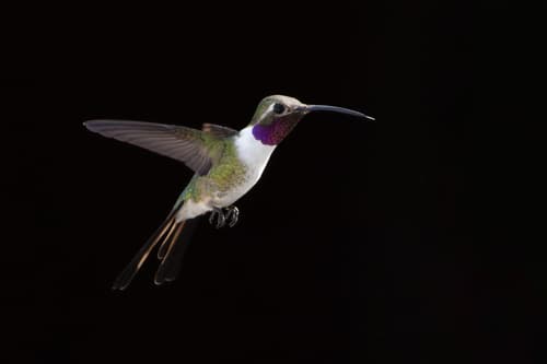 Mexican Sheartail
