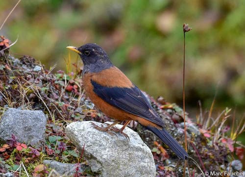 Chestnut Thrush