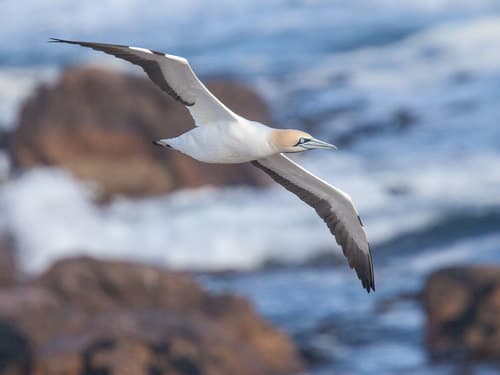 Cape Gannet