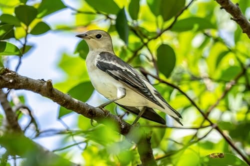 Daurian Starling