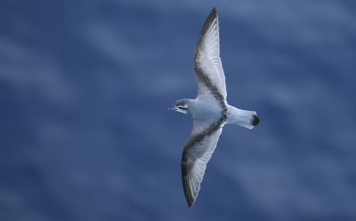 Antarctic Prion