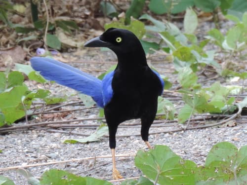 Purplish-backed Jay
