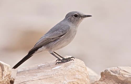 Blackstart