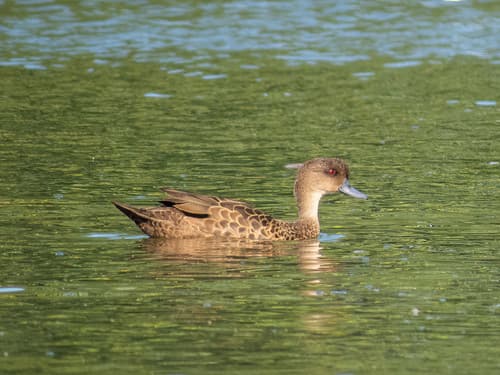 Sunda Teal