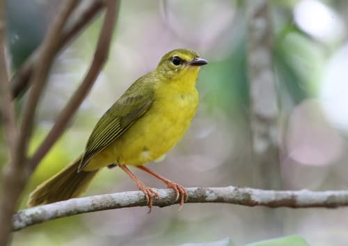 Flavescent Warbler