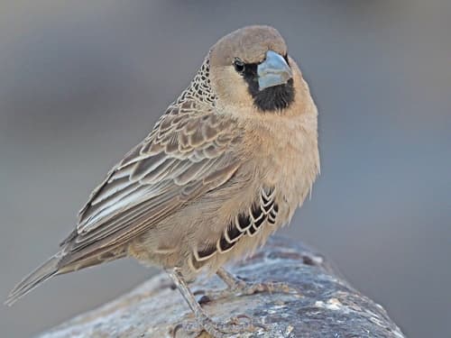 Sociable Weaver