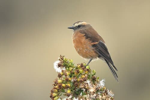 Brown-backed Chat-Tyrant