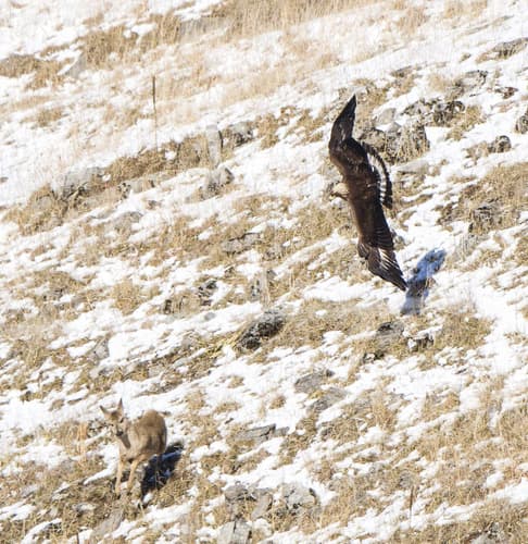 Golden Eagle