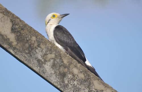 White Woodpecker
