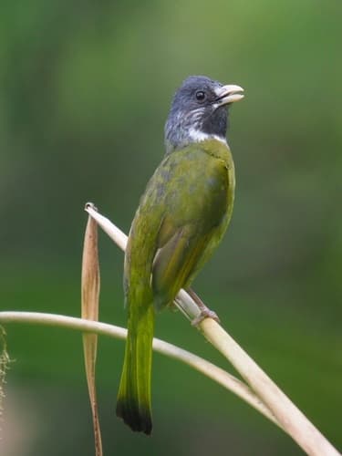 Collared Finchbill