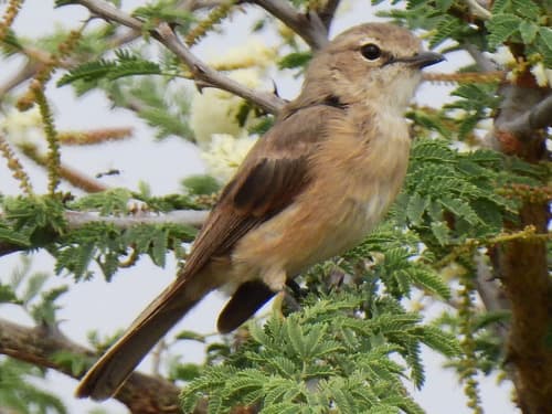 Pale Flycatcher